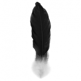 Schwarze Feder mit Flaum